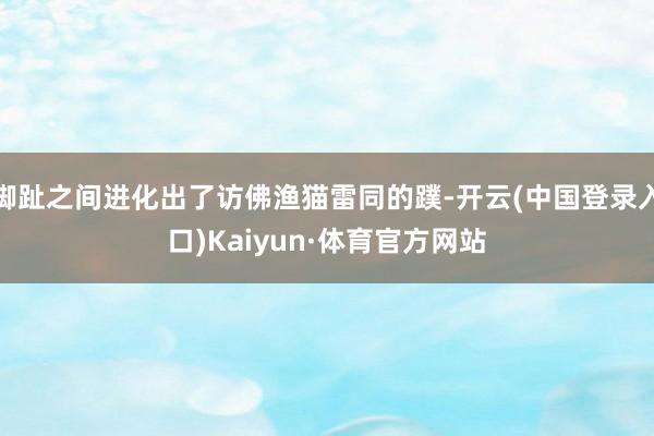 脚趾之间进化出了访佛渔猫雷同的蹼-开云(中国登录入口)Kaiyun·体育官方网站